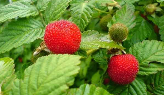 Strawberry Raspberry