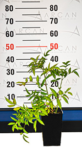 Strawberry Raspberry seedling height