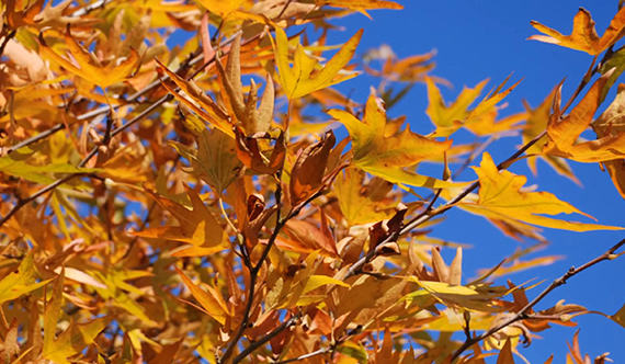 Plane Tree