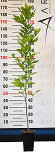 Plane Tree seedling height