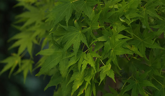Japanese Maple Tree