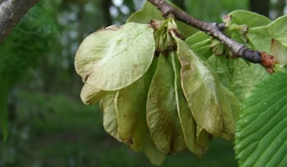 Elm Tree