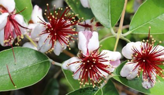 Feijoa Tree