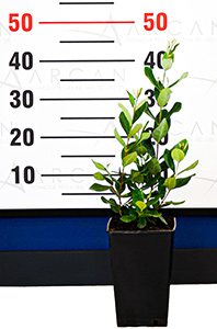 Feijoa Tree seedling height