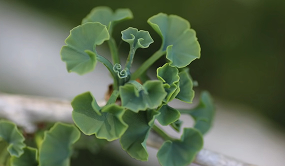 Ginkgo Tree