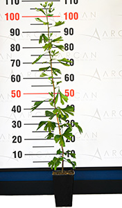Ginkgo Tree seedling height