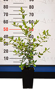 Holly Oak Tree seedling height