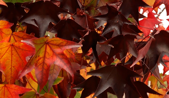 Sweetgum Tree