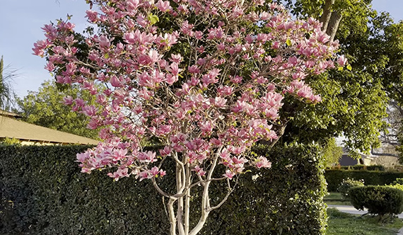 Deciduous Magnolia
