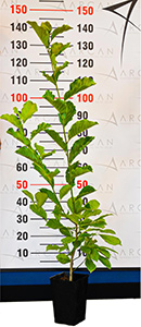 Deciduous Magnolia seedling height